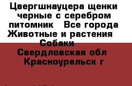 Цвергшнауцера щенки черные с серебром питомник - Все города Животные и растения » Собаки   . Свердловская обл.,Красноуральск г.